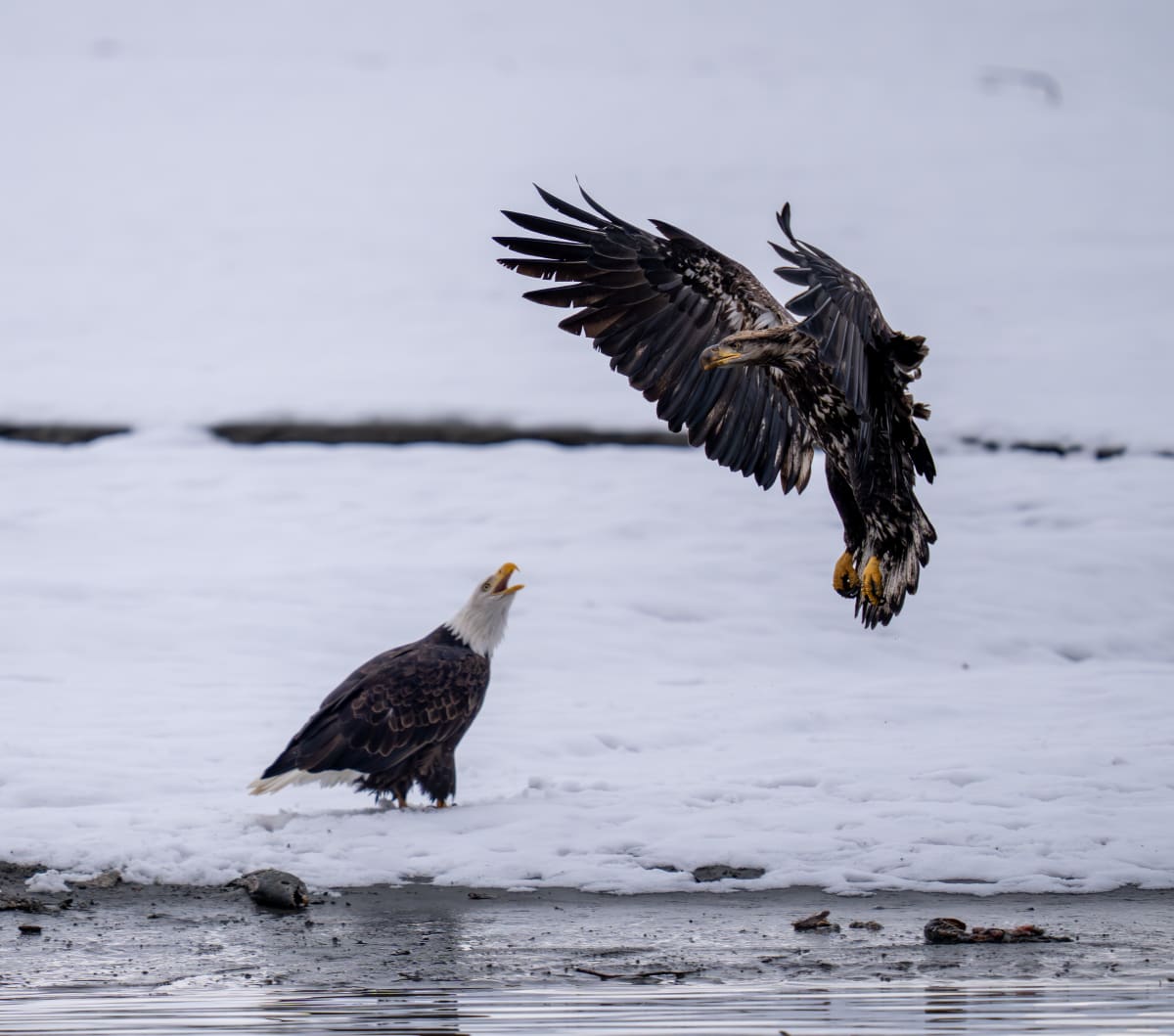 Birds of Prey