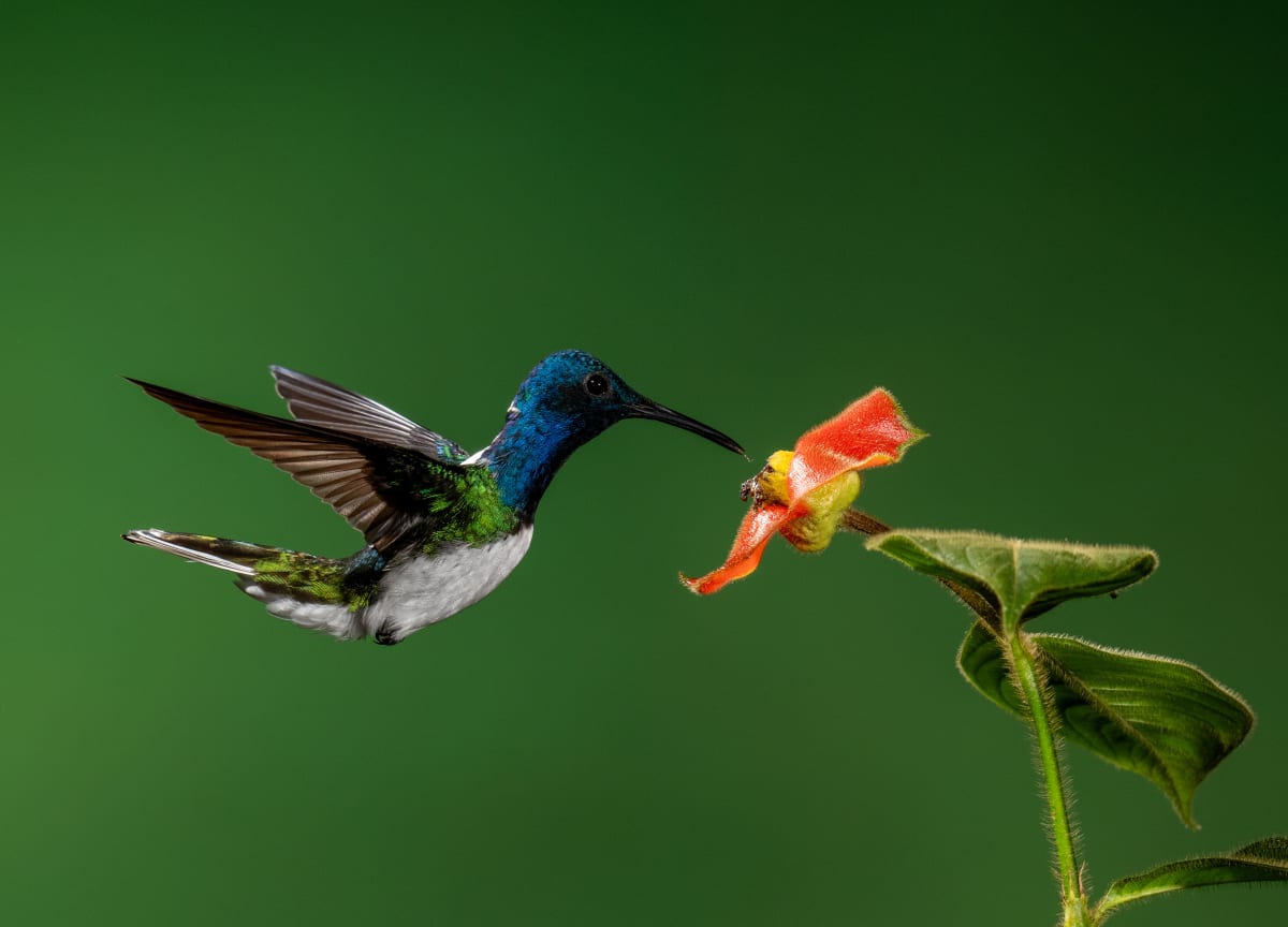Song Birds
