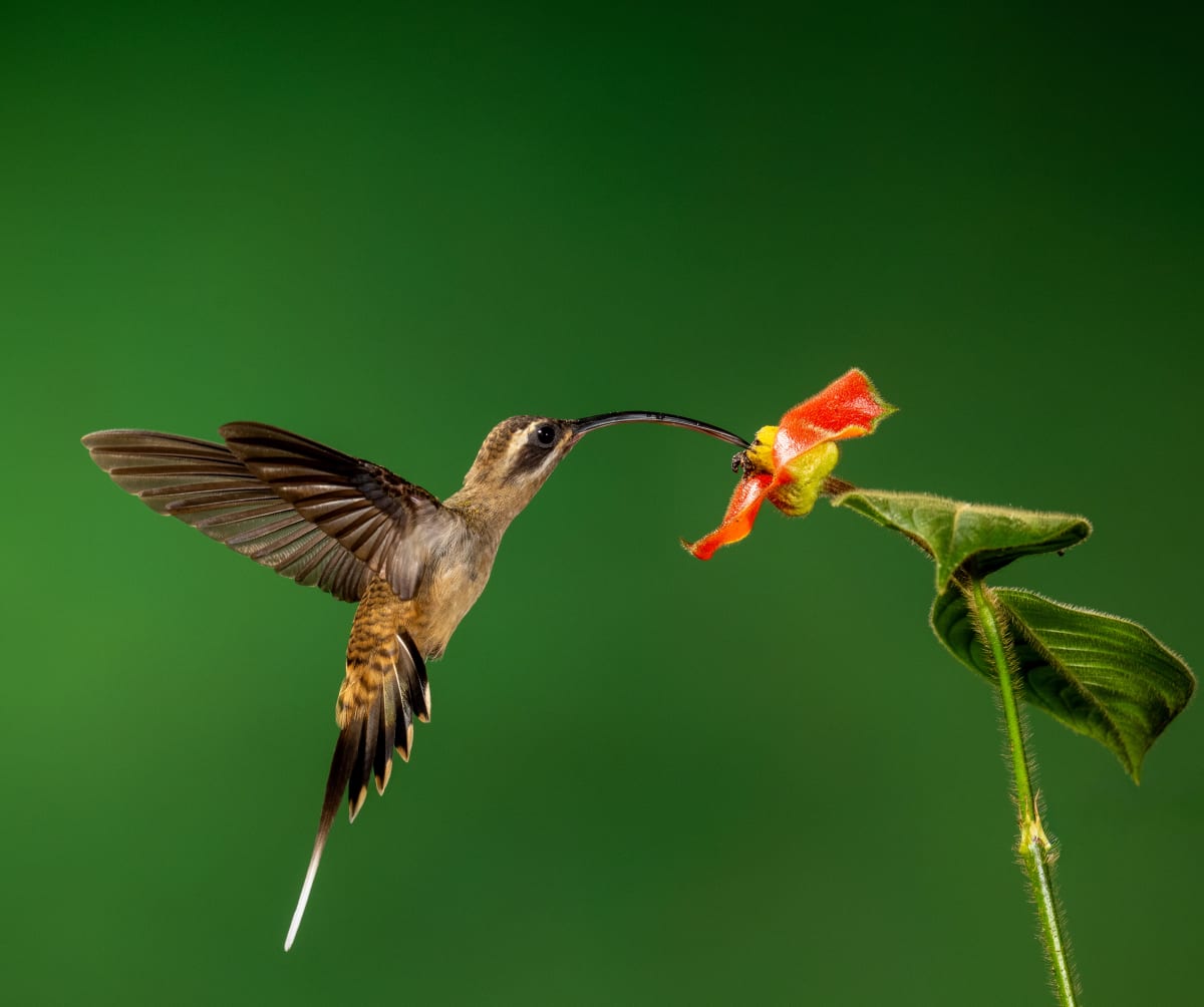 Song Birds