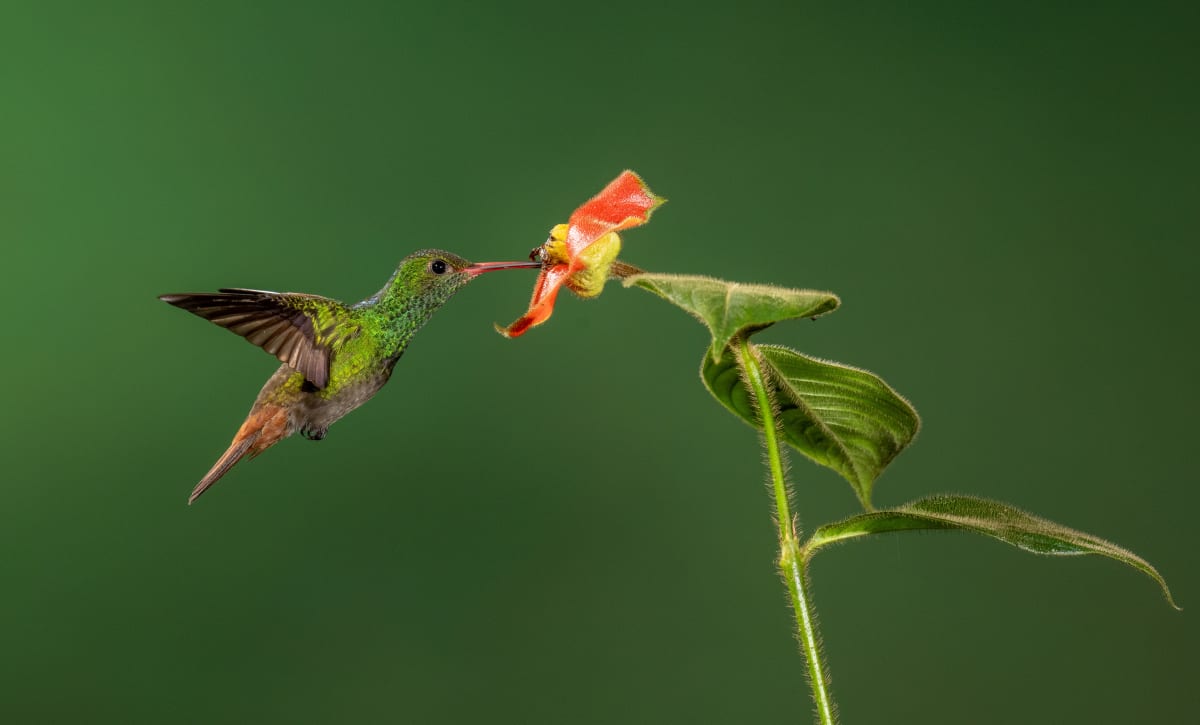 Song Birds
