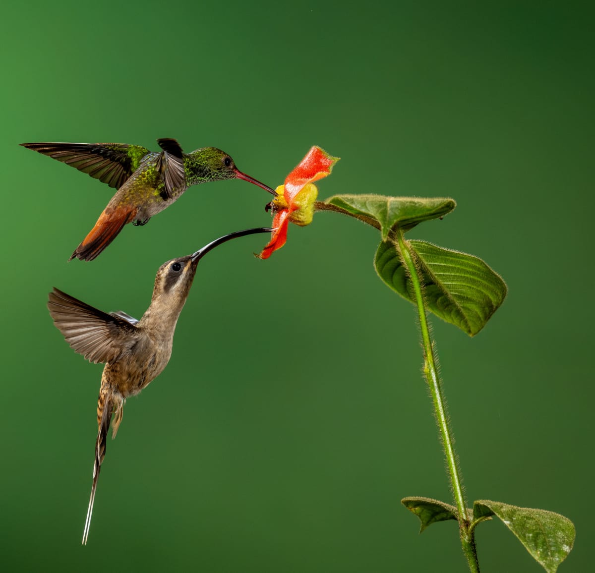 Song Birds