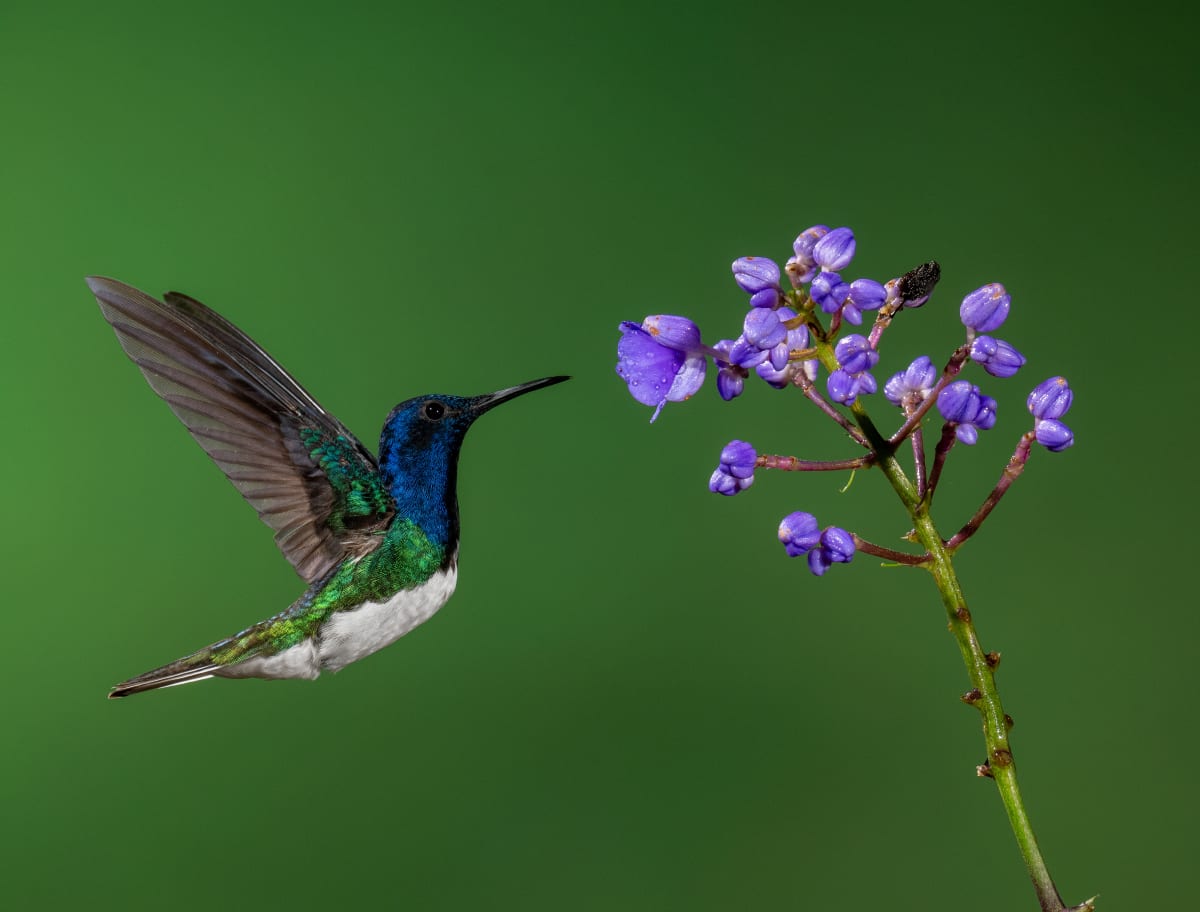 Song Birds