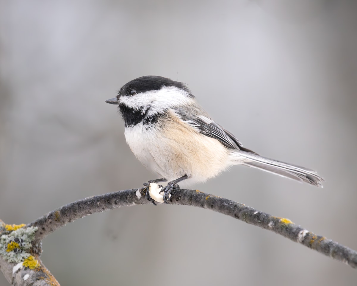 Song Birds
