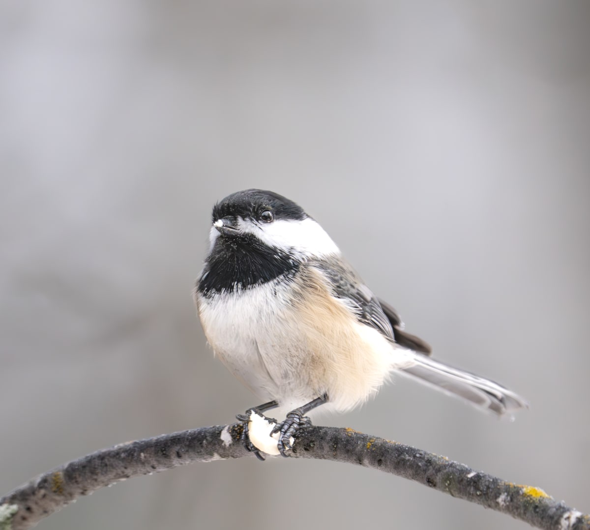 Song Birds