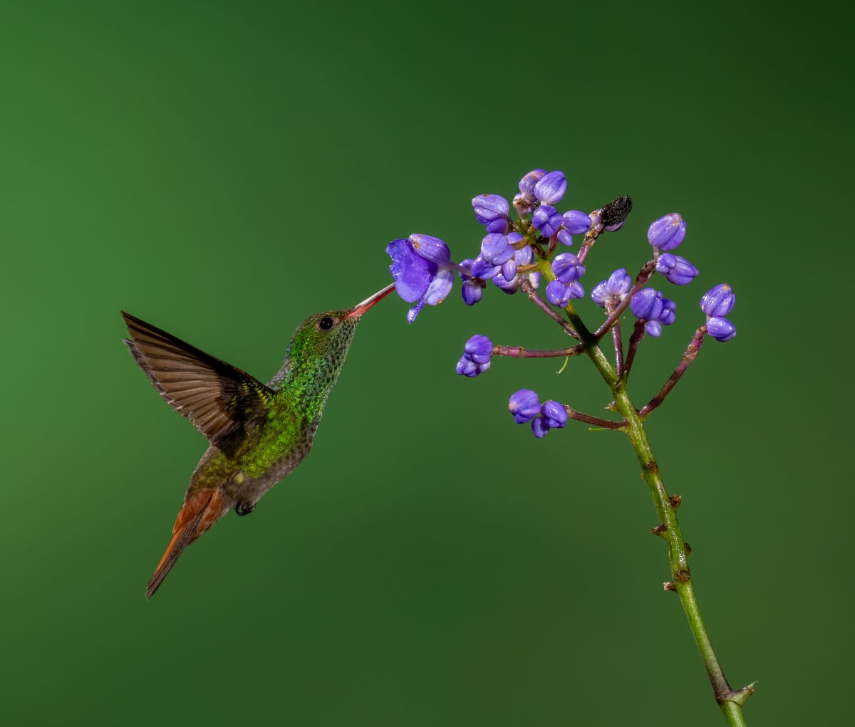Song Birds