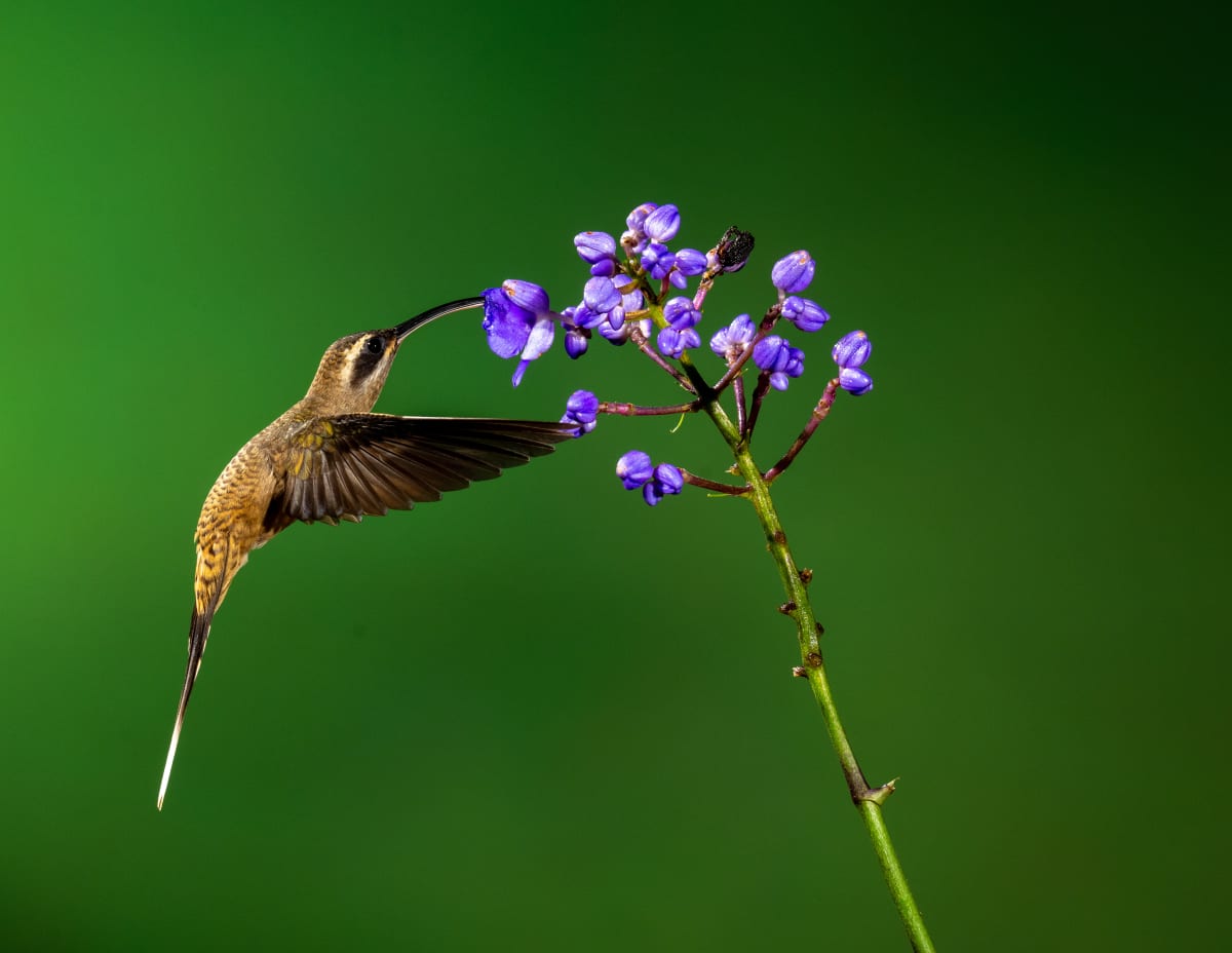 Song Birds