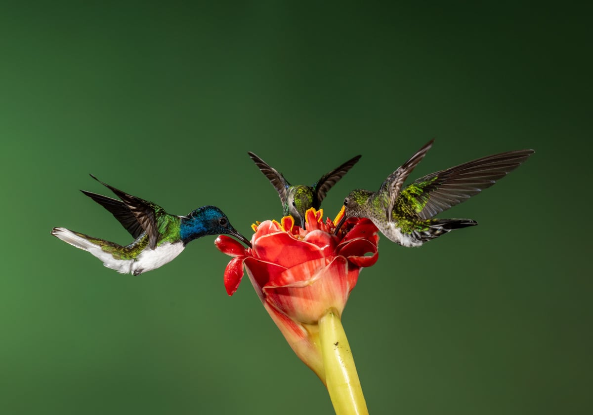 Song Birds