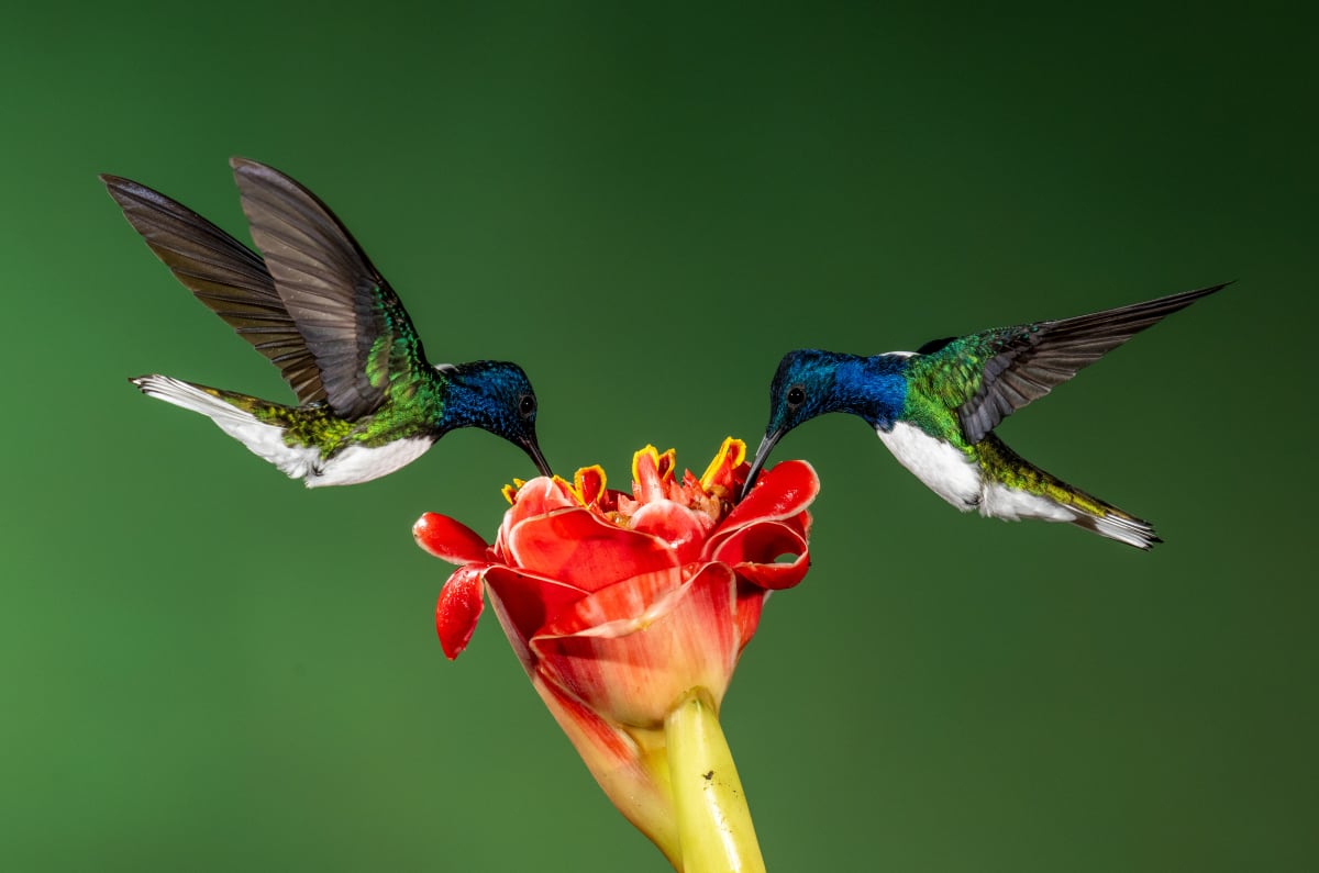 Song Birds