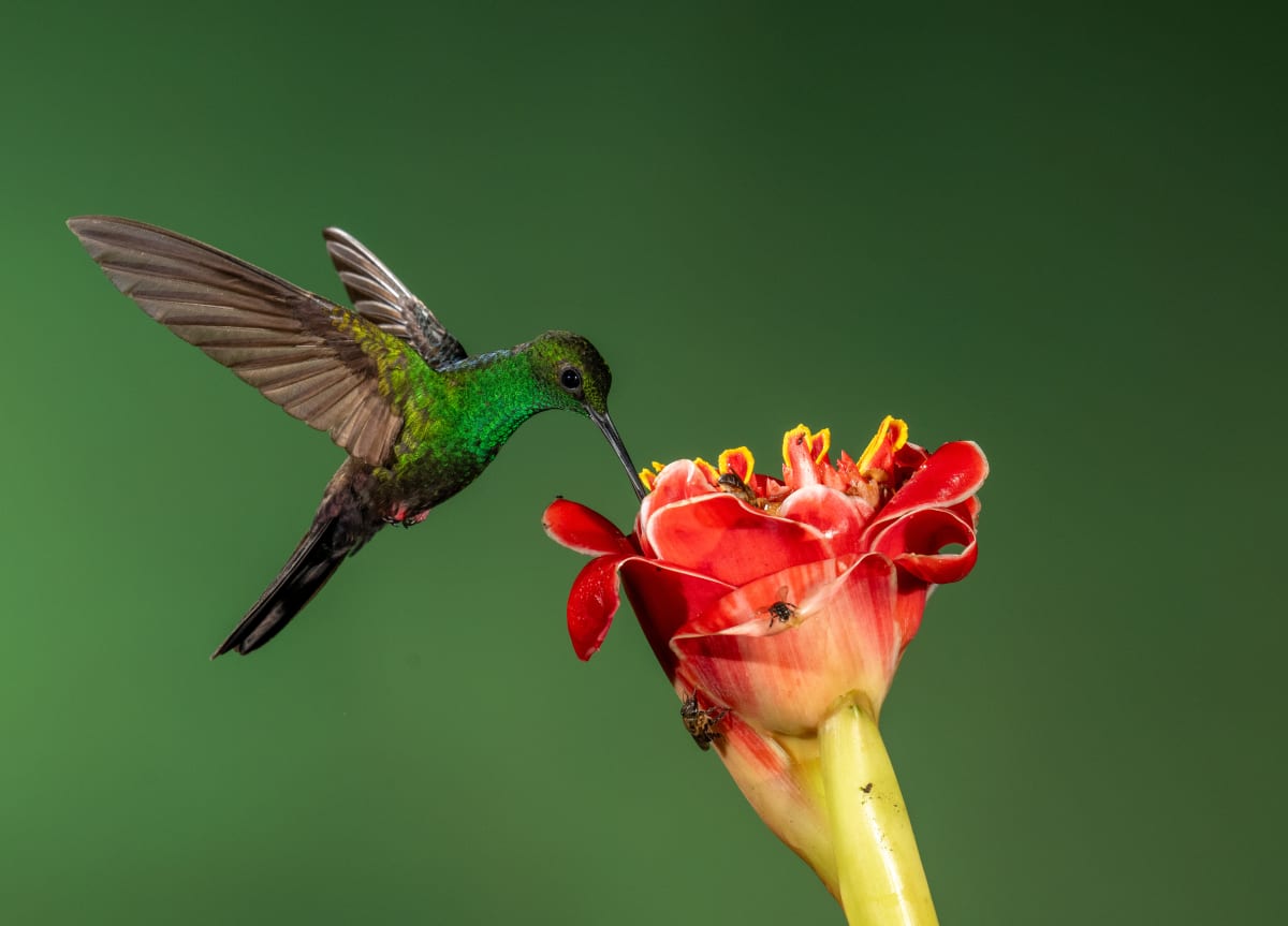 Song Birds