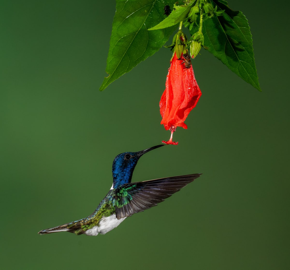 Song Birds