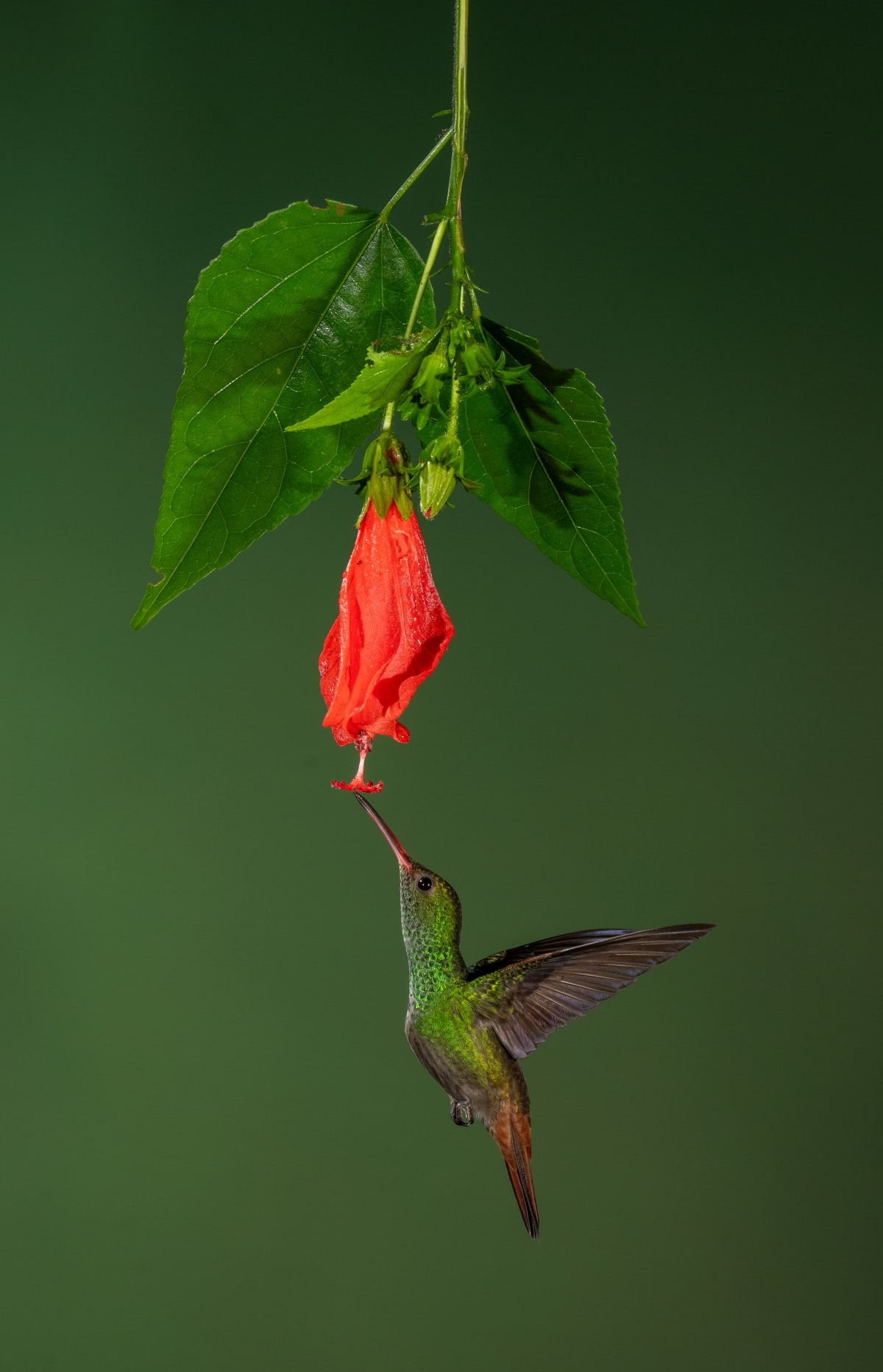 Bulbuls, tits, sunbirds