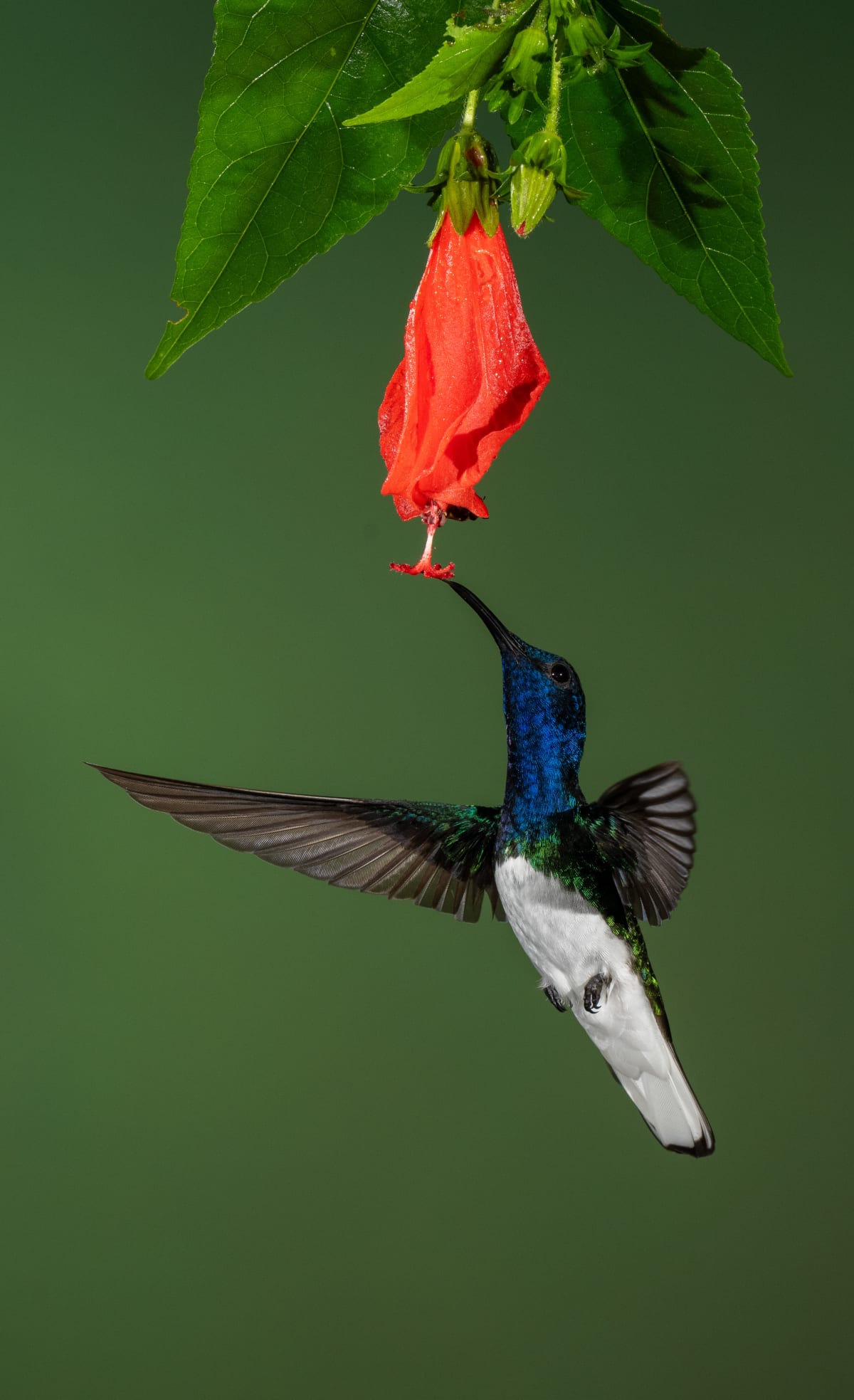 Song Birds