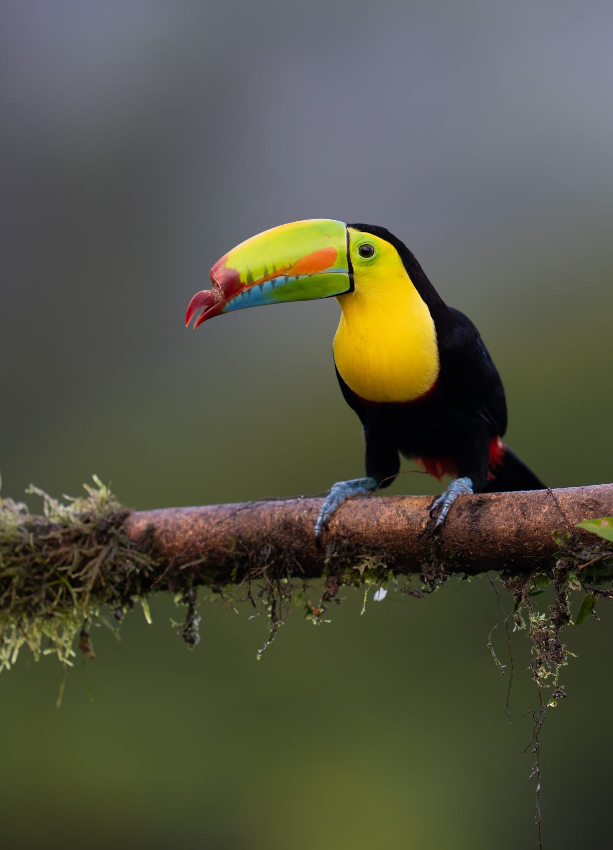 Song Birds