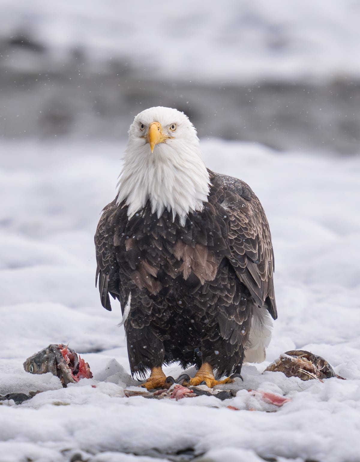 Birds of Prey