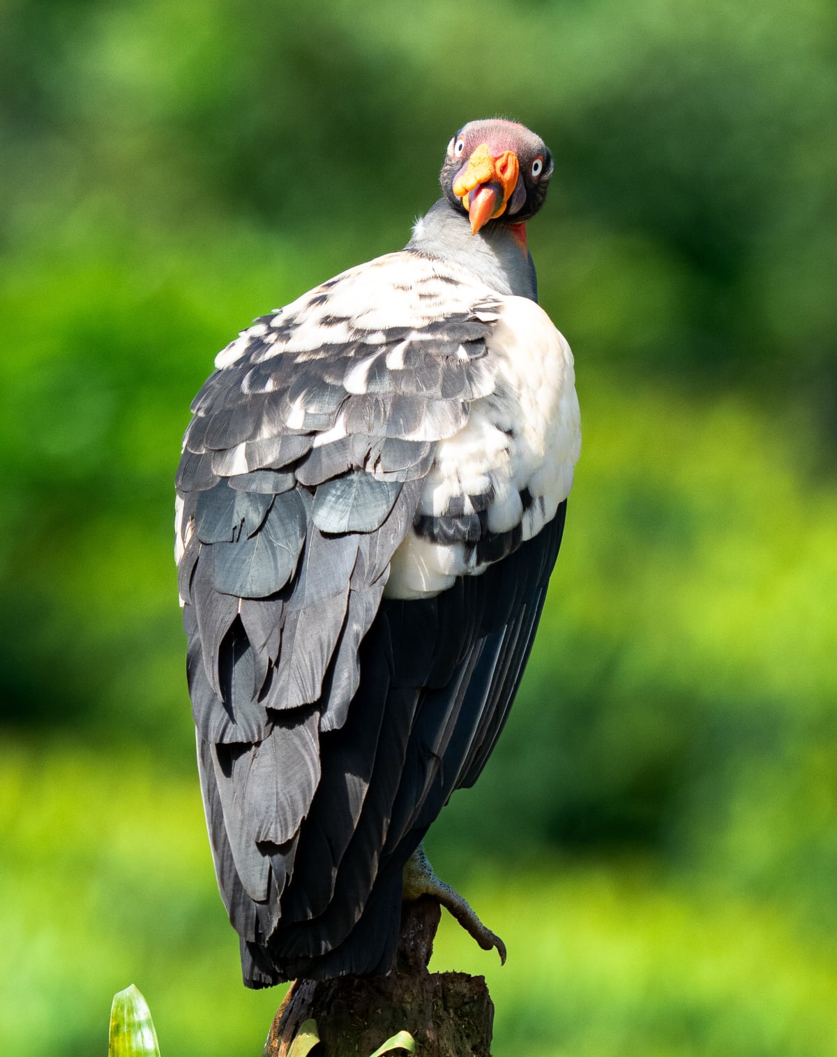 Birds of Prey