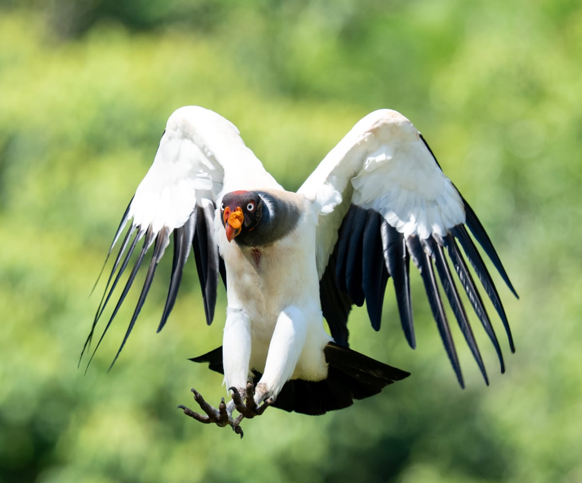Birds of Prey