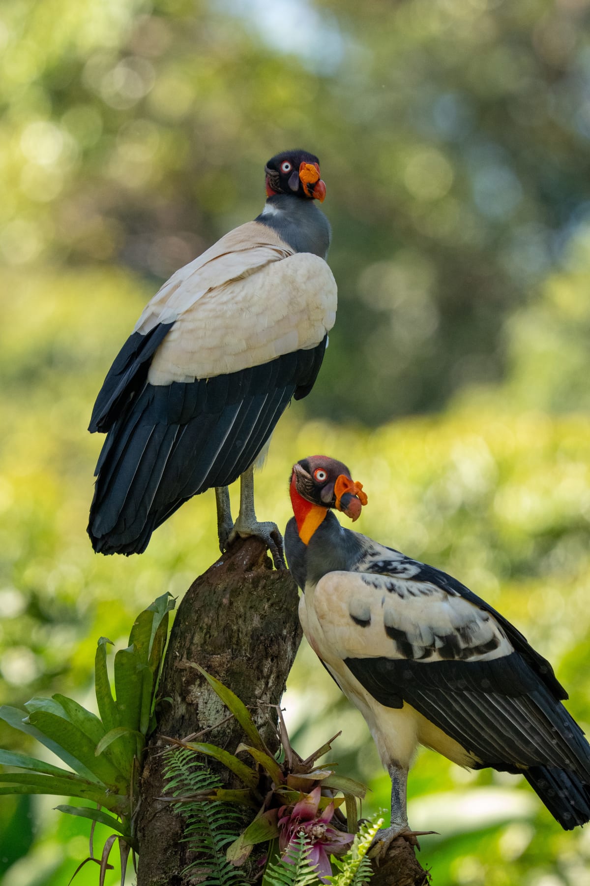 Birds of Prey