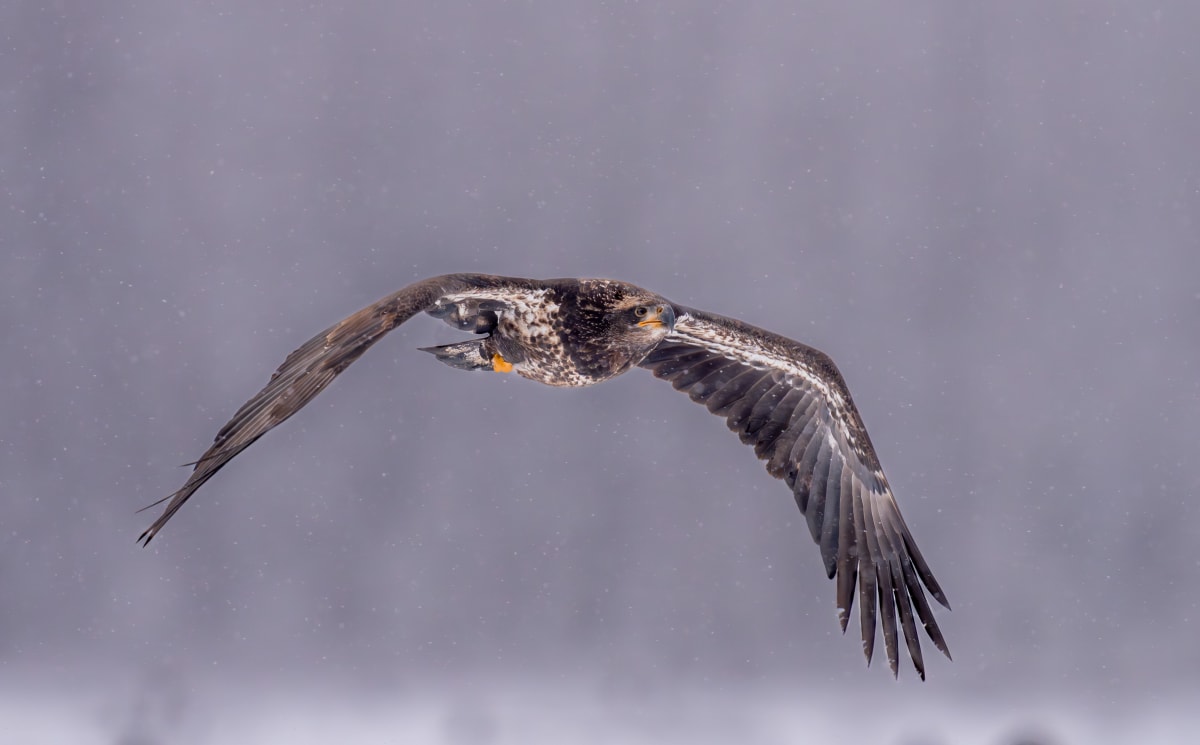 Birds of Prey