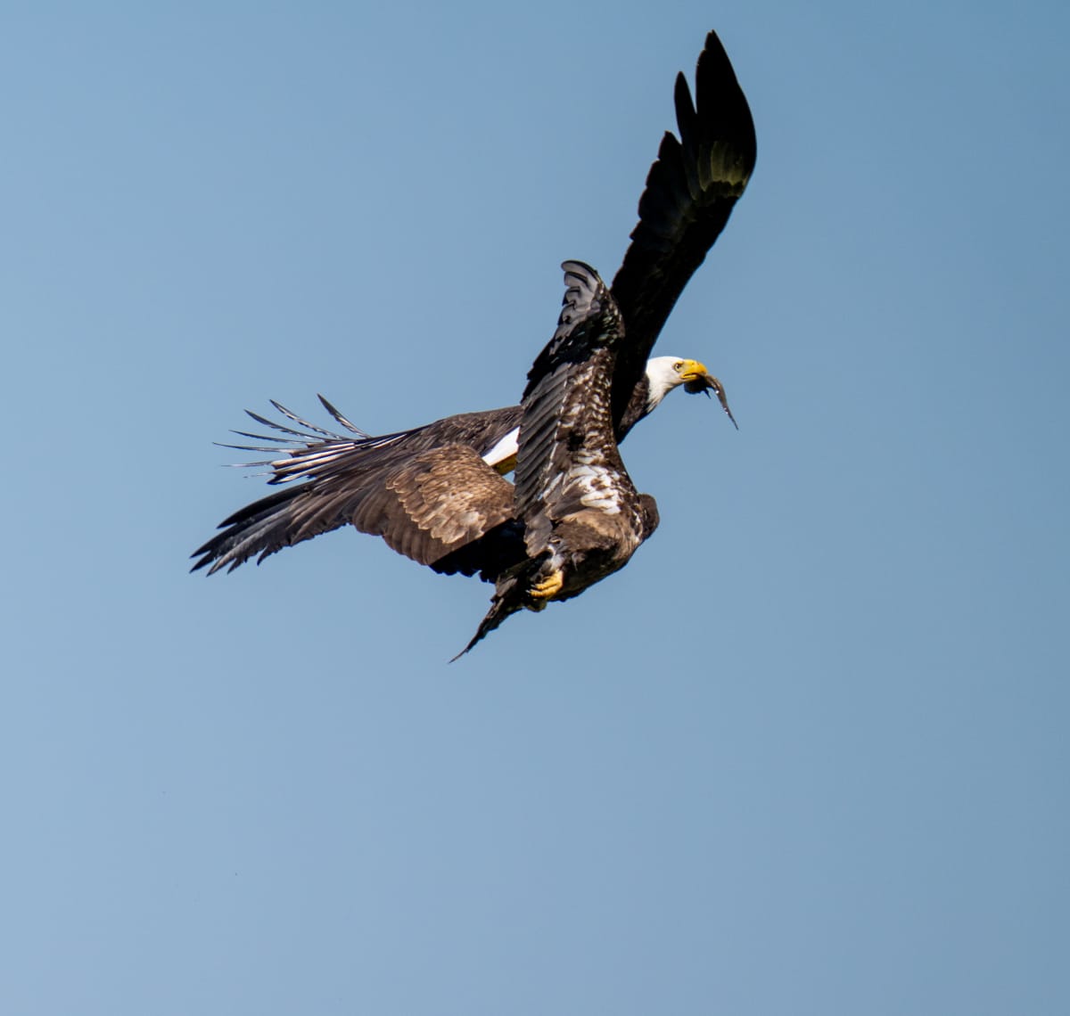 Birds of Prey