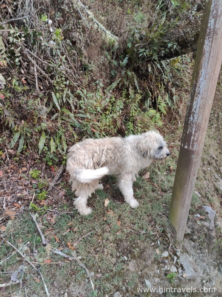 Dog that was following us