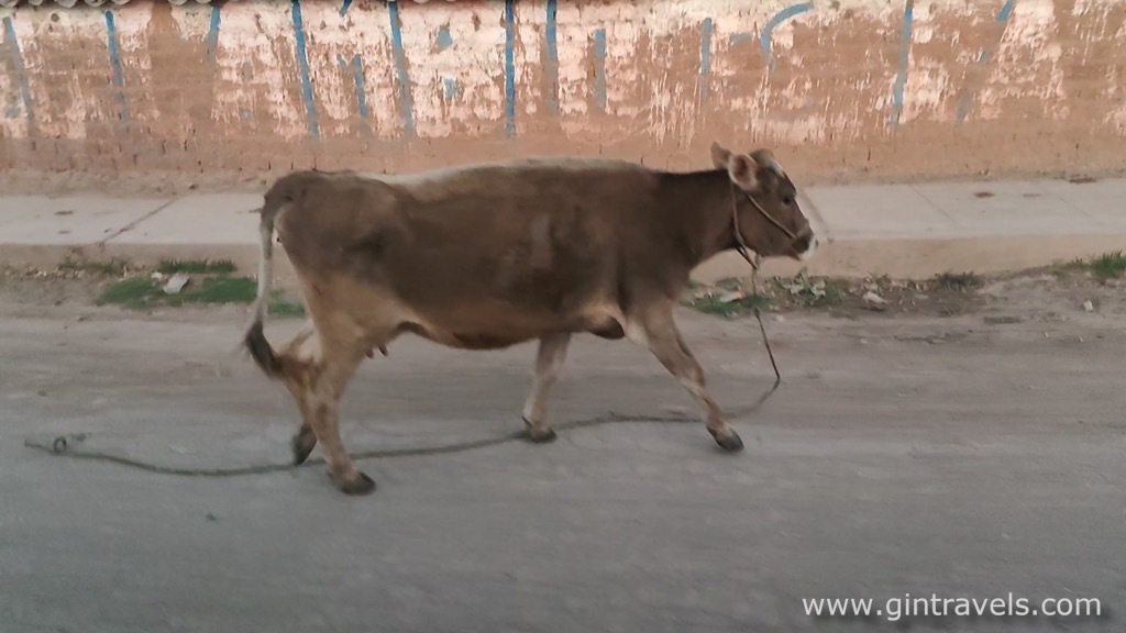 A cow wondering in the street