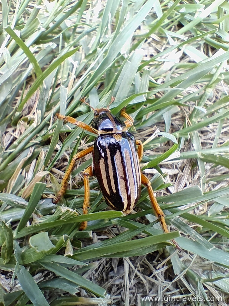 Polyphylla decemlineata on the grass