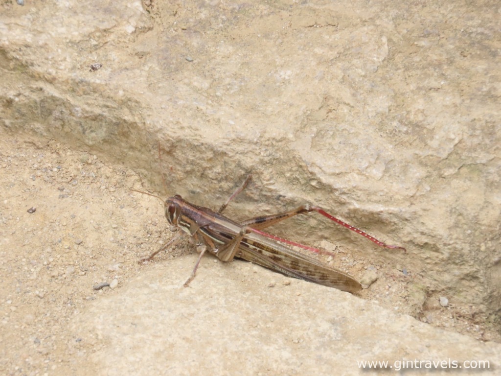 Peruvian grasshopper (Schistocerca interrita)