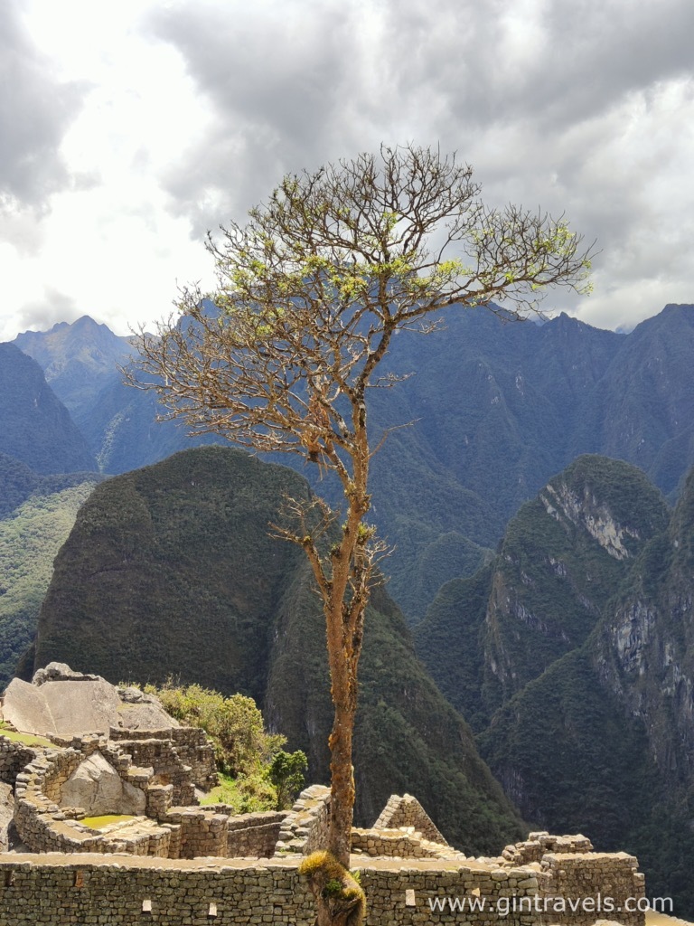 The Cinchona tree in Machu Picchu