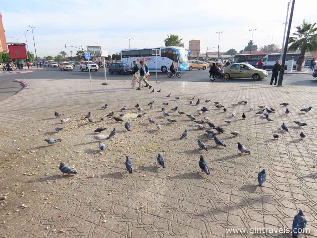 Same pigeons feasting in the square