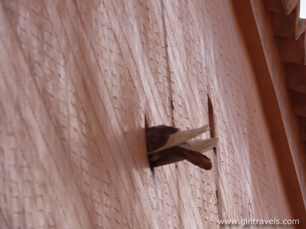 Pigeon in Madrasa Ben Youssef wall
