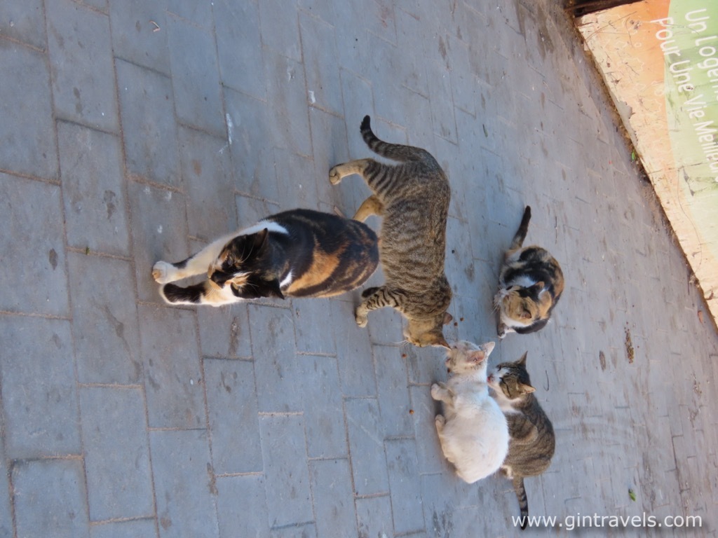 Stray cats in Essaouira