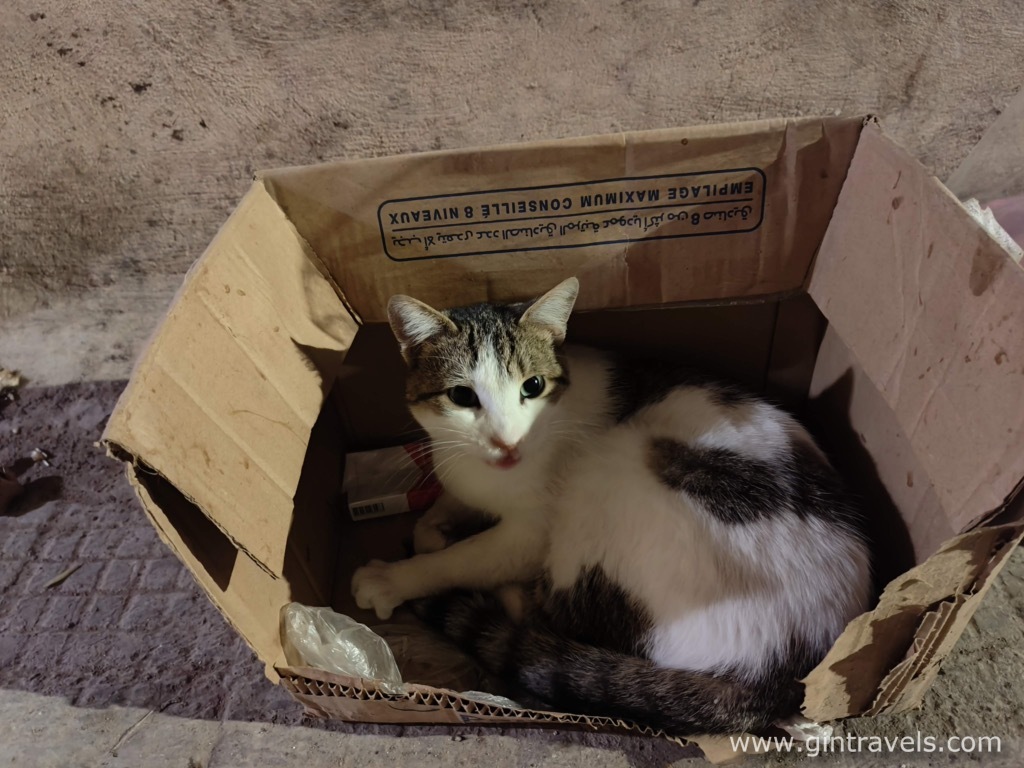 A cat living in a carton box