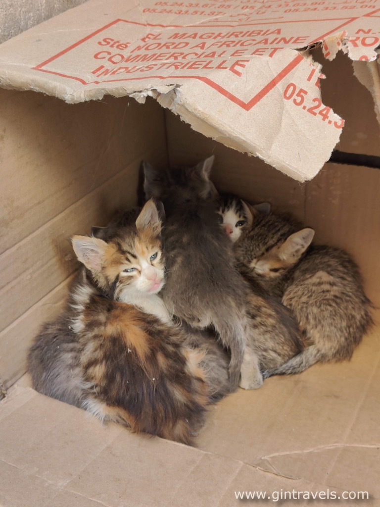 Quite few kittens abandoned in a box