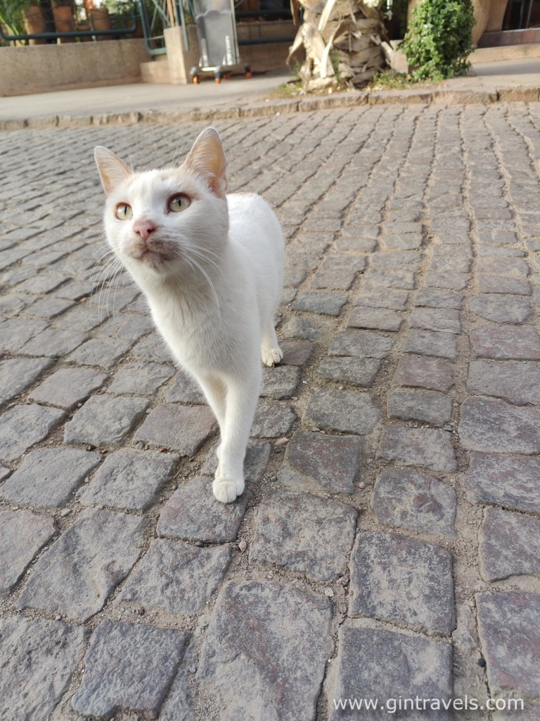 Relatively healthy, but hungry cat