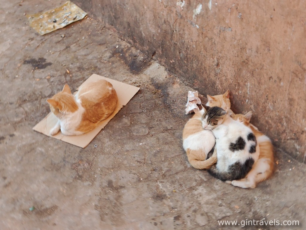 Cats sleeping on boxes and warming each other