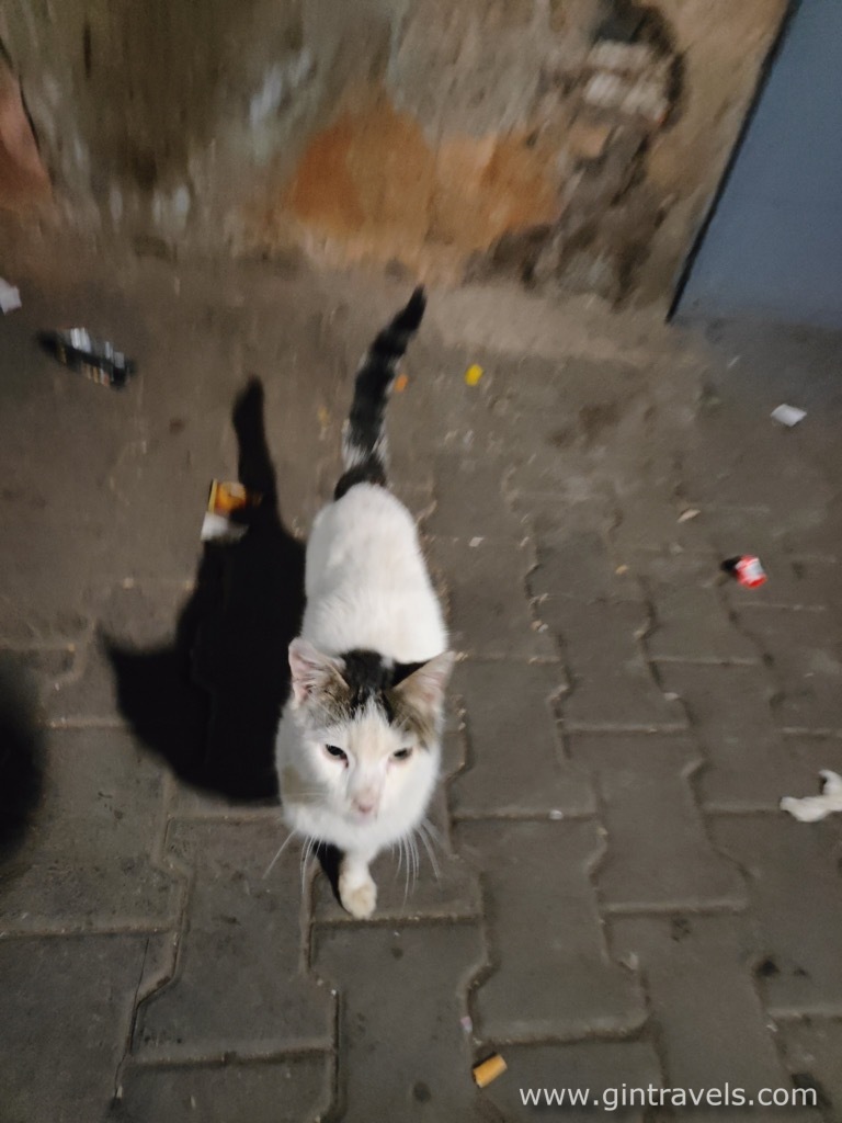 Another malnourished cat