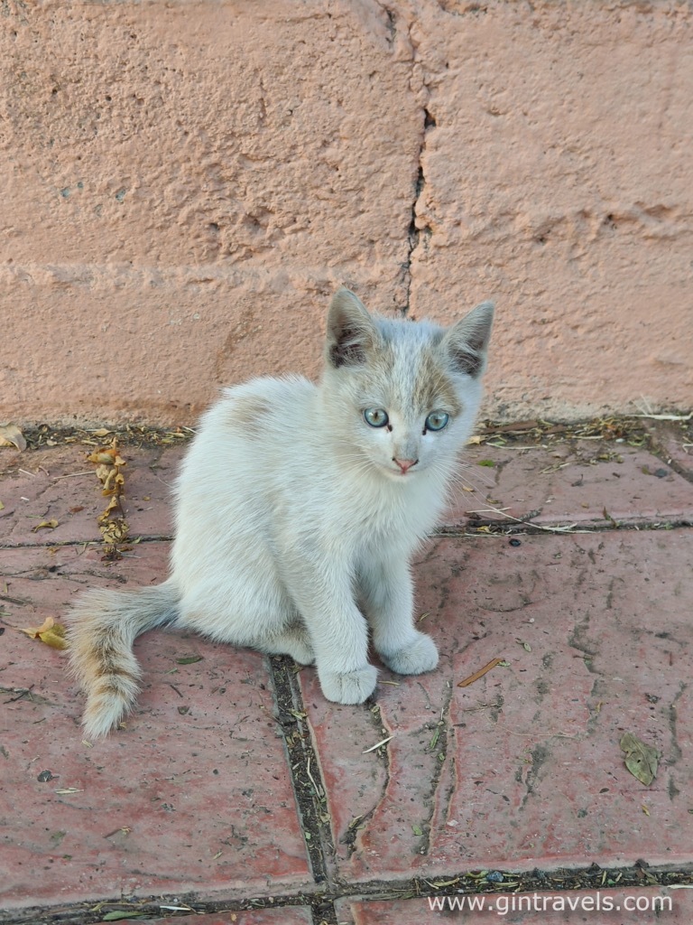 Little abandoned kitten in Marrakesh