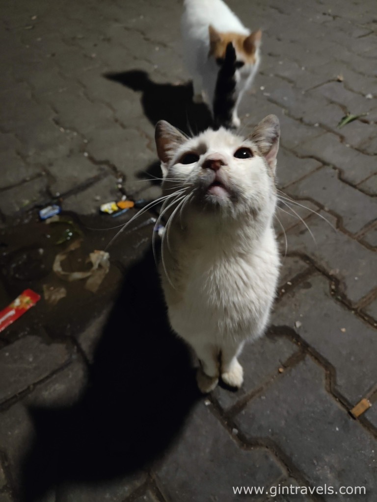 Other two hungry cats in streets of Marrakesh
