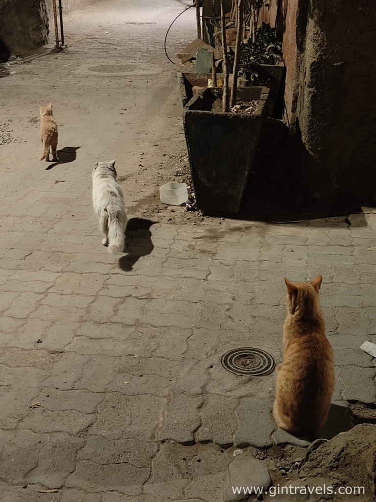 Three stray cats in Marrakesh