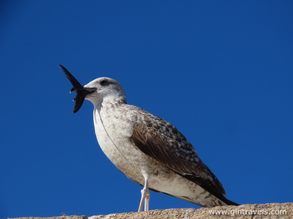 A lucky seagull with the catch in the throat