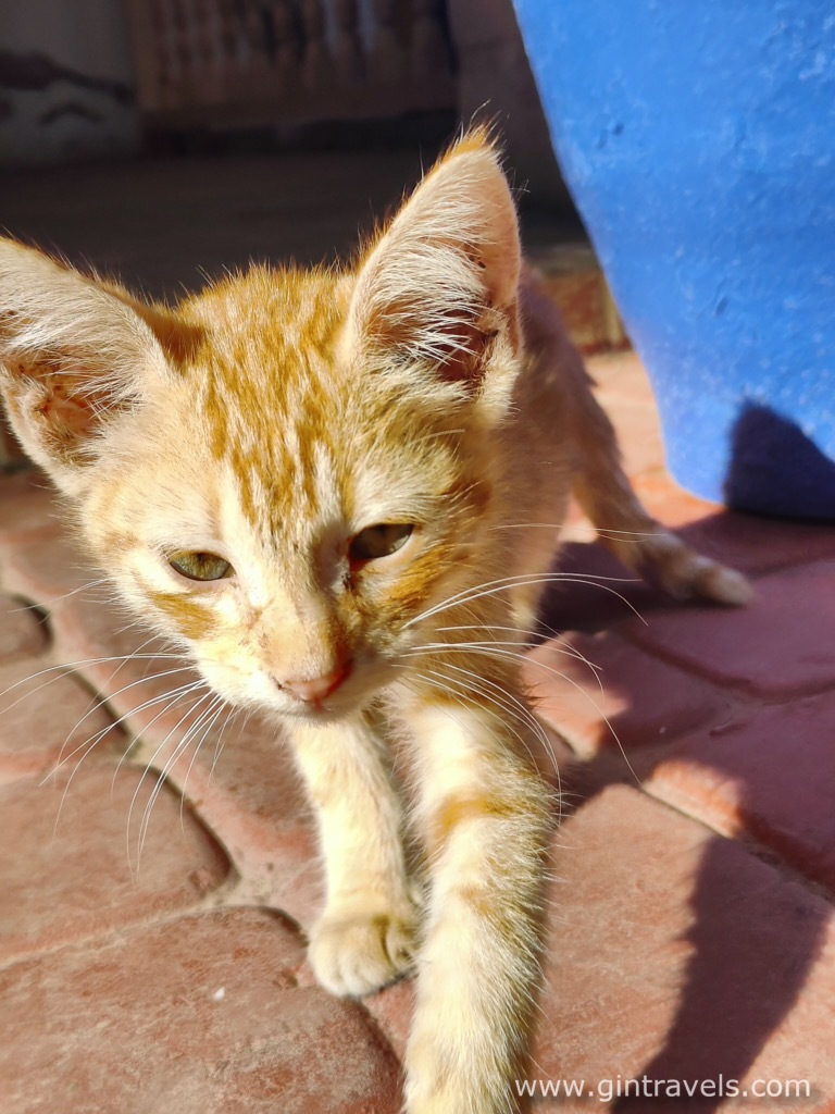 A small stray kitten in Essaouira