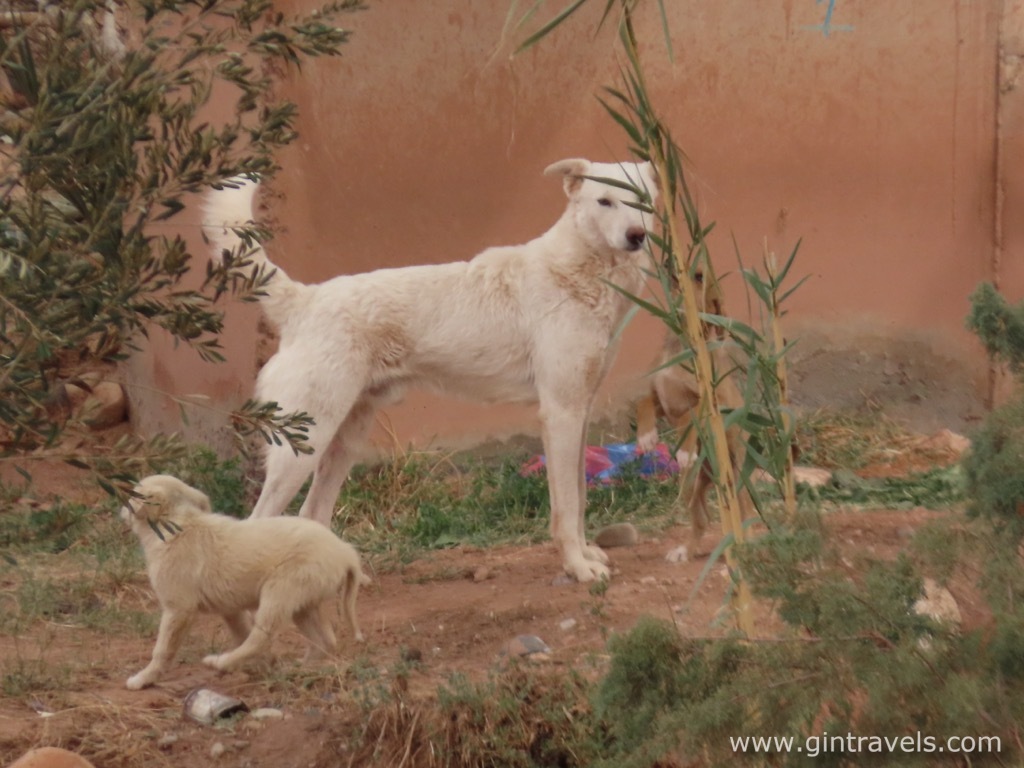 Dogs running in litter, Kasbah Ait Ben Haddou, Morocco