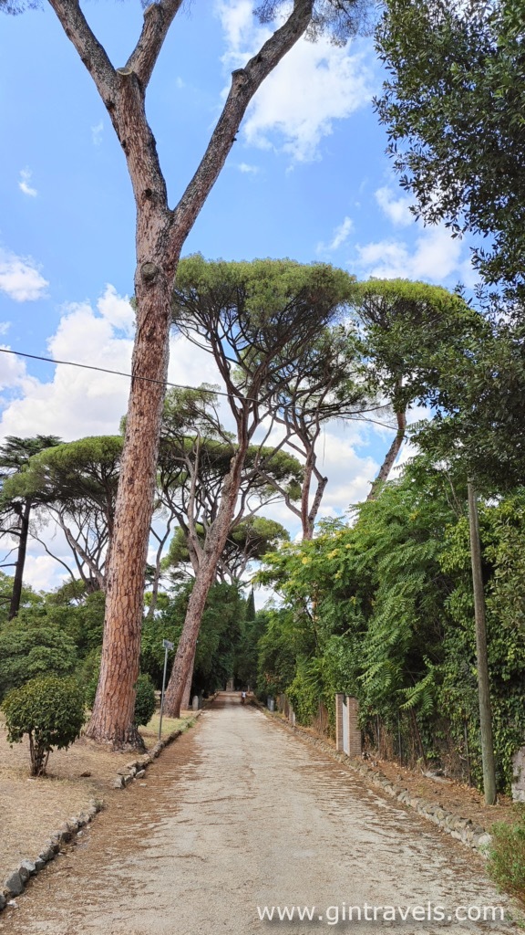 A beautiful path with stone pines