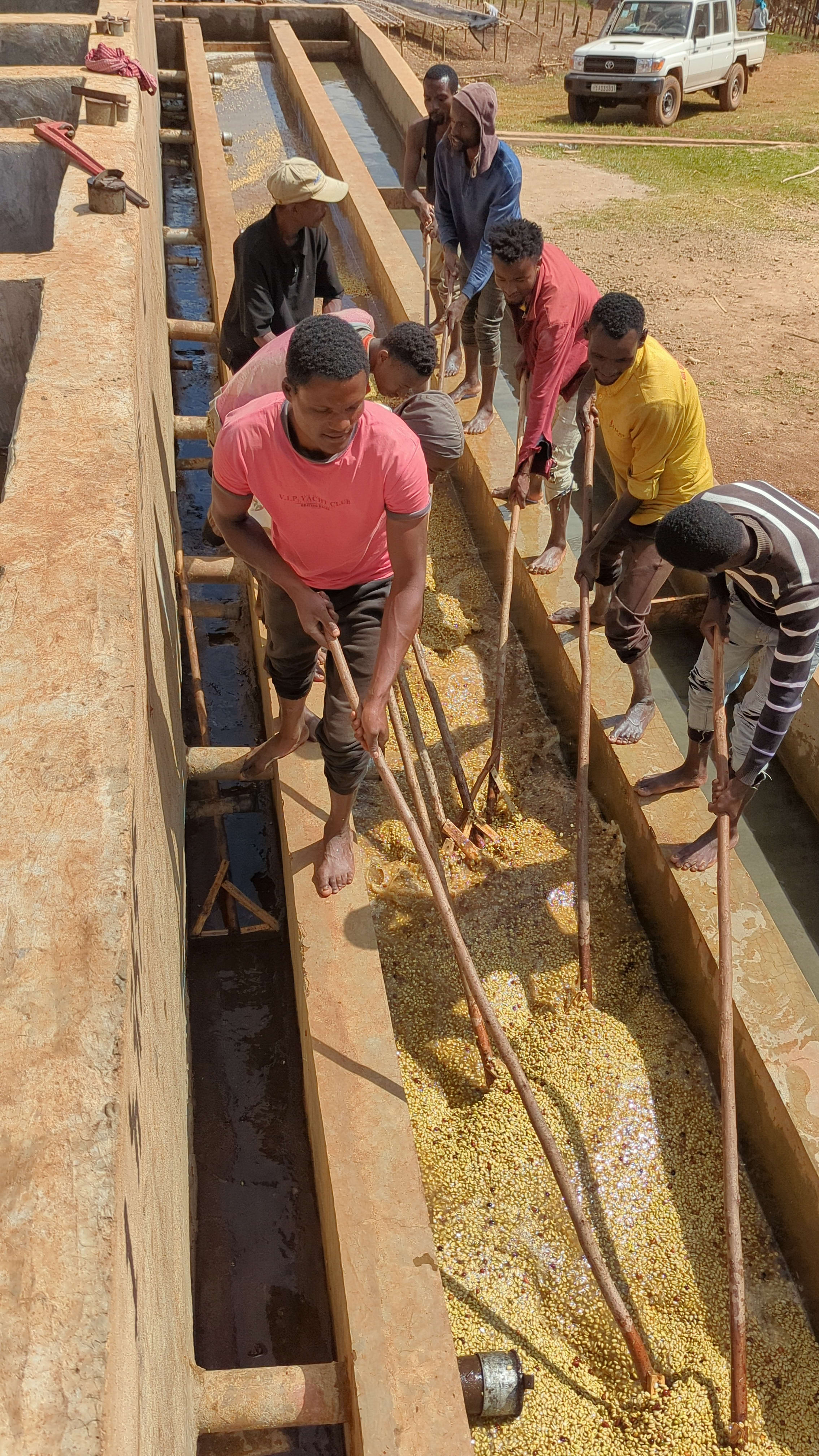Coffee washing process at Green Acres