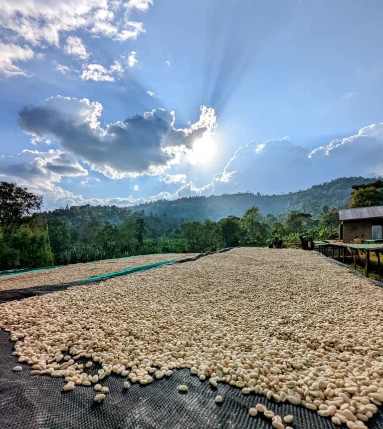 Coffee drying beds with dramatic Ethiopian sun rays