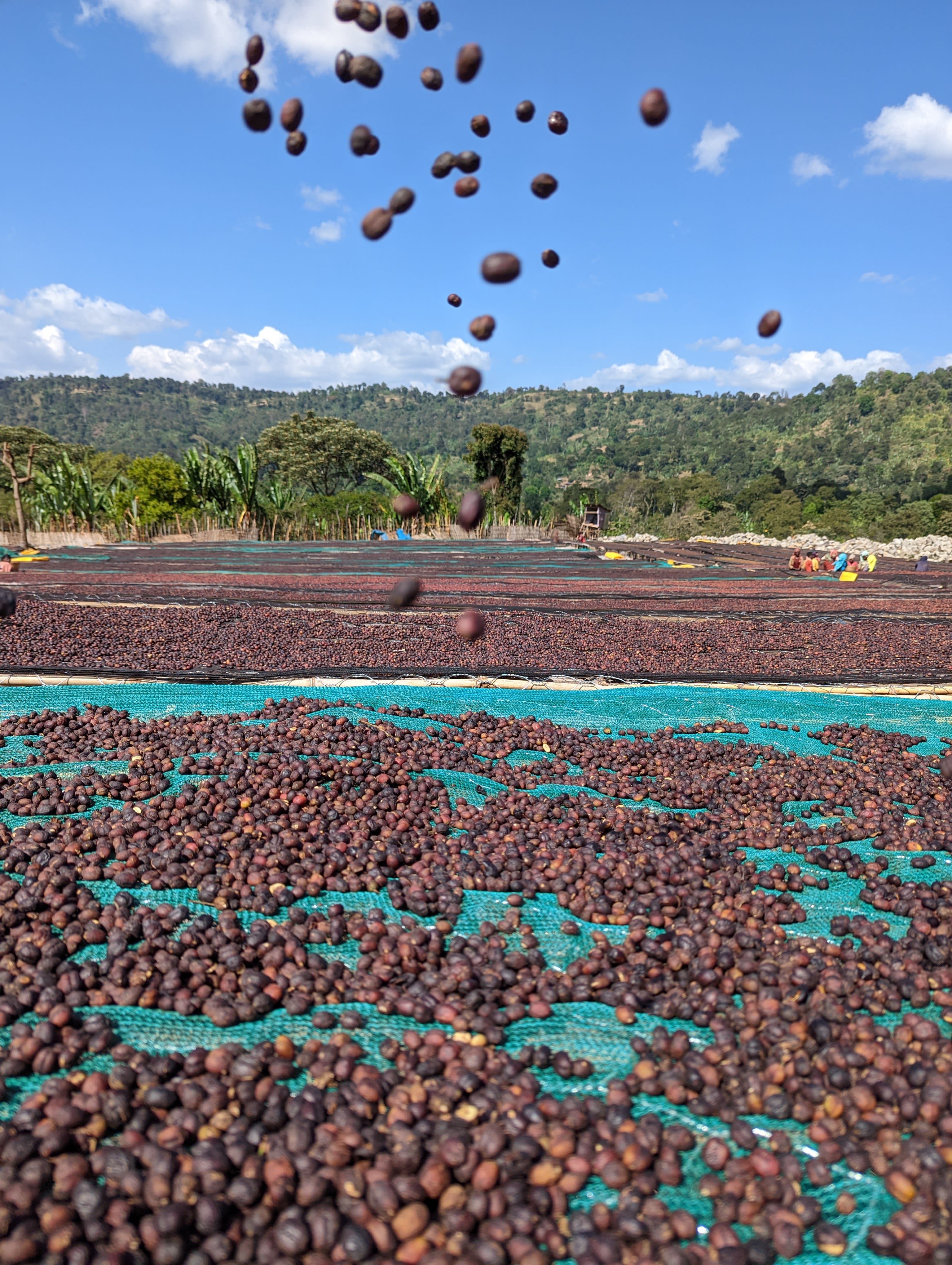 Coffee beans caught mid-air over the drying beds — Green Acres vision