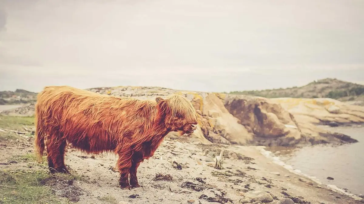 Visual guide for Google Review Sentiment Analysis Playbook