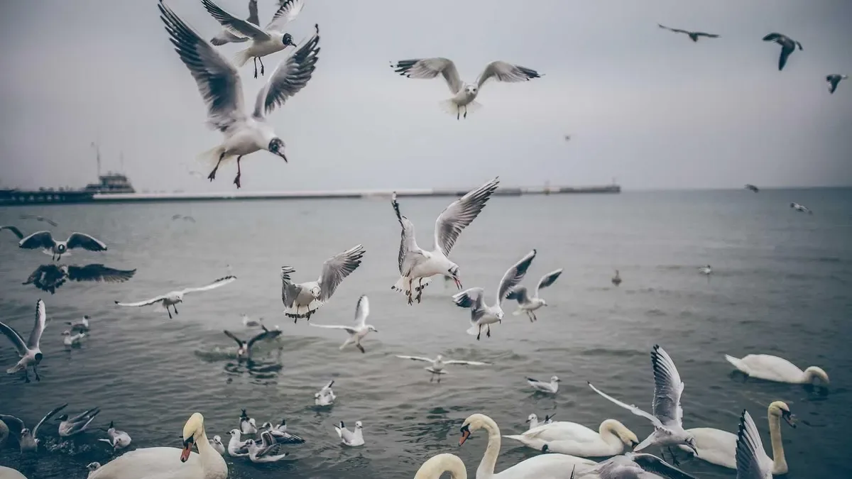 AI accounts receivable automation software KPI dashboard with DSO promise to pay and collection efficiency