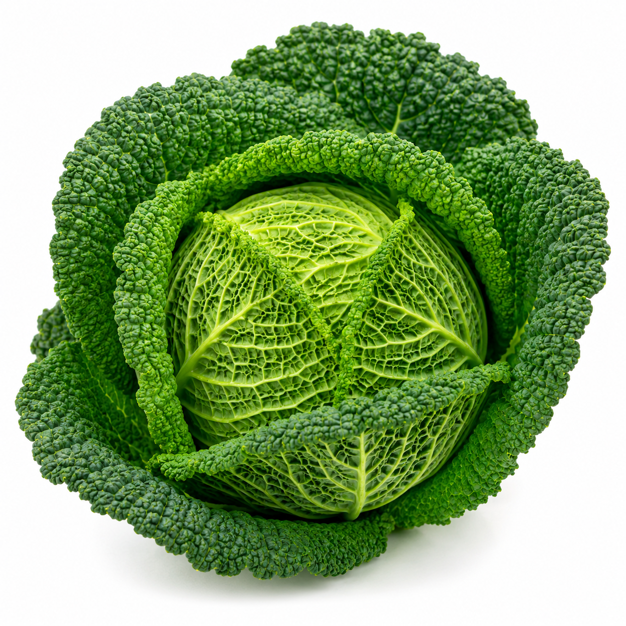Fresh Savoy Cabbage | Premium Organic Curly Leaf Cabbage Bulk & Retail