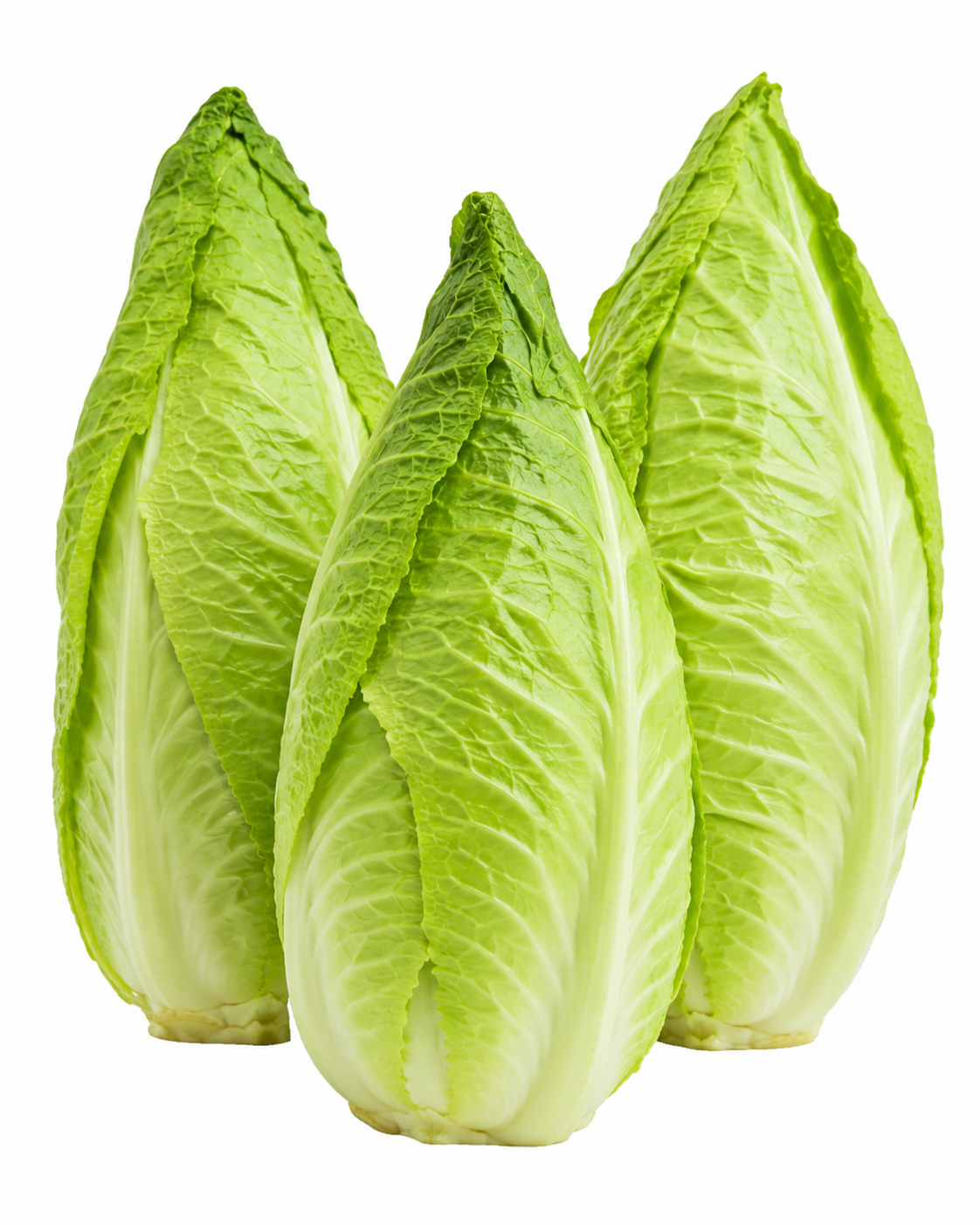 Fresh Pointed Cabbage | Premium Sweetheart Cabbage Bulk & Retail